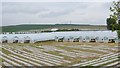 Polytunnels, East Denside