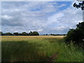 Barley field near May Trees