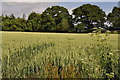 East Devon : Grassy Field