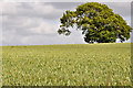 SX9298 : East Devon : Grassy Field by Lewis Clarke