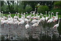 SD4214 : Greater flamingos at Martin Mere by Graham Hogg