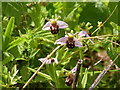 Bee orchids, Little Braxted