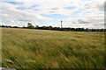 The wind in the barley: footpath from Kirton Station