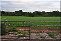 SX9099 : East Devon : Grassy Field & Gate by Lewis Clarke