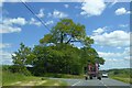 Trees at Whey Cross