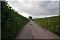 East Devon : Country Road