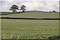 SS9000 : Mid Devon : Grassy Field by Lewis Clarke