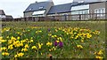 Wild flowers on a lawn, Setters Hill Estate, Baltasound