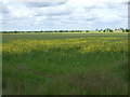 Oilseed rape crop, Newtoft