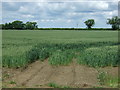 Crop field near Glebe Farm