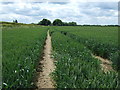 Track in crop field