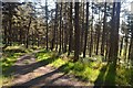 NC8200 : Forest Track above Rhives, Golspie by Andrew Tryon