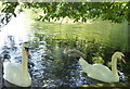 Mute swans on the lake at Kearsney Abbey