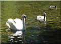 The lake at Bushy Ruff,Temple Ewell