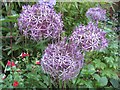 Alium flowers