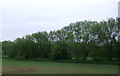 Crop field and hedgerow