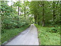 Lane beside Delcombe Woodlands