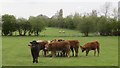 NY4243 : Cattle near, Swathwaite Head by Richard Webb