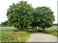 An avenue of trees