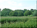 Neglected area, Blakesware Estate