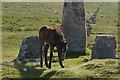 SX5869 : Dartmoor Pony Foal by jeff collins