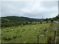 Fields south of A44 near Rhos Y Castell