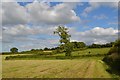SJ7850 : Audley: field corner on Kent Hill by Jonathan Hutchins