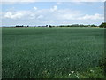TF3318 : Crop field off Jekil's Bank by JThomas