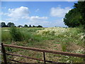 Field near Gaston Green