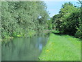 The New River west of Halfhide Lane, EN8 (3)