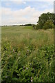 Comfrey on the roadside, road from Benniworth to the Caistor High Street