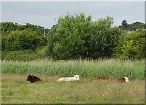 SX9687 : Cattle resting near The Exe Valley Way by Neil Theasby