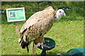 SJ7177 : Hooded Vulture at the Cheshire Show by Jeff Buck