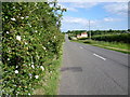 Roses in the hedgerow alongside Morkery Lane