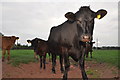 Mid Devon : Cattle Grazing