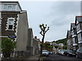 Severely pruned tree in Stanley Road