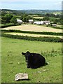 Young cow above Yardworthy Farm