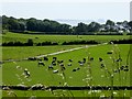 SD4577 : Herd of Cattle at Arnside Tower Farm by Philip Platt