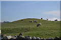 Sheep grazing on a small knoll