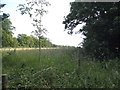 TL2818 : Field by Watton Road east of Datchworth by David Howard