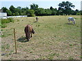 Ponies on Fryent Country Park