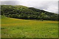 Meadow in Cwm Ystwyth