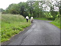 "Grazing the long acre", Knocknahorn