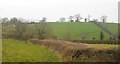 Hedge in the Clyst Valley