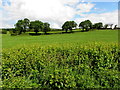 Mullaghbane Townland