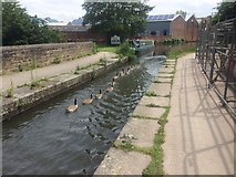 SJ9398 : Procession of Canada Geese on the Peak Forest Canal by Bill Boaden