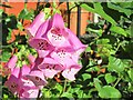 Foxglove  and  Bee  in  a  sunny  garden