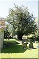 SO0847 : Yew Tree at St Cewydd by Bill Nicholls
