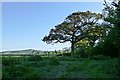 Byway north of Purcombe Farm