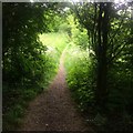 Canopy Footpath